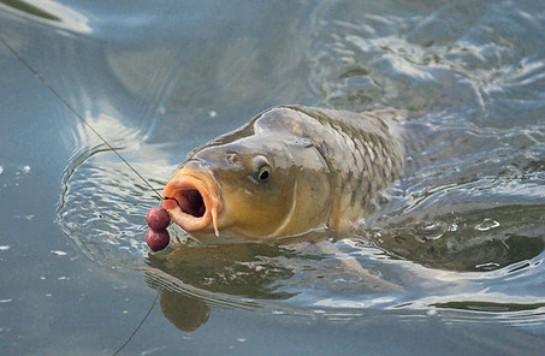 crapi - carp-fish-picture.jpg